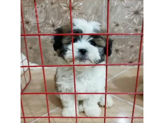 PoulaTo: Ανδρικά και θηλυκά κουτάβια Shih tzu